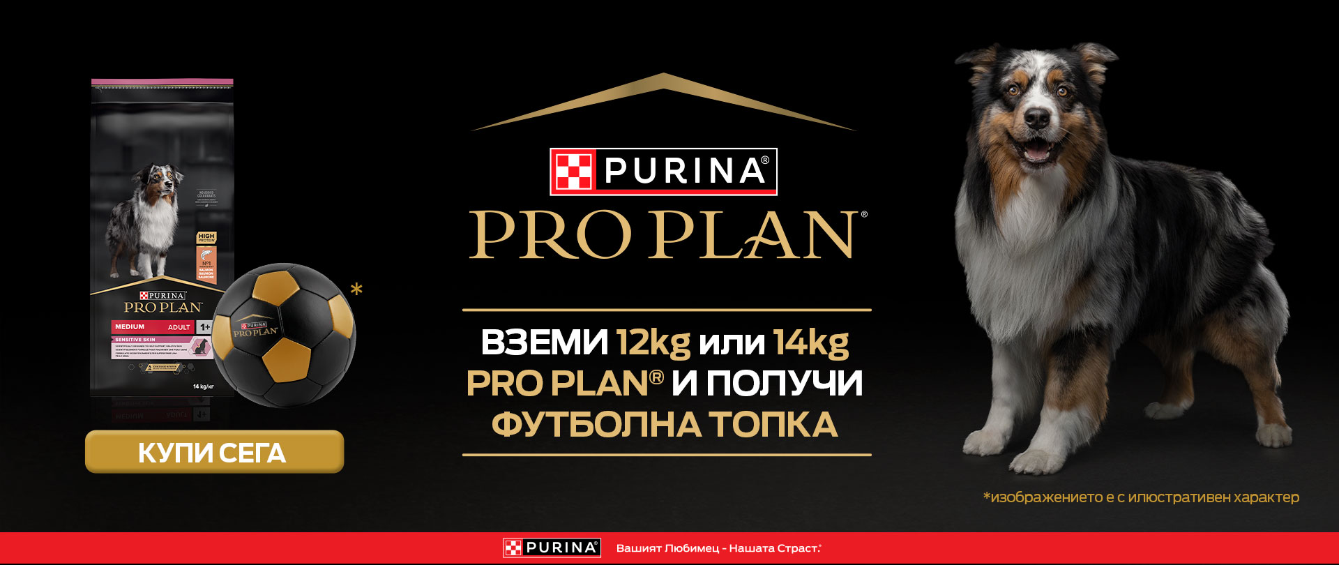 Pro Plan