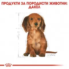 Royal Canin Dachshund Puppy - за подрастващи кучета порода дакел от 2 до 10 месечна възраст - 1.5 kg