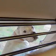Преграда за кучета за кола Ferplast Dog Security