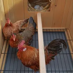 Ferplast HEN HOUSE 10 - дървена къща за дворни птици