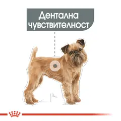 Royal Canin Mini Dental Care - пълноценна храна за кучета в зряла възраст от дребни породи (от 1 до 10 кг) над 10 месеца при чувствителни зъби