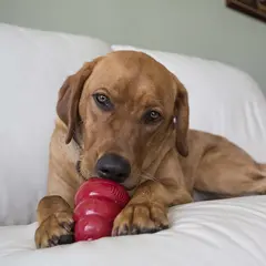 KONG Snacks Liver Large - лакомство с черен дроб - 312 гр