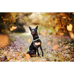 JULIUS-K9 neoprene dog jacket - неопреново яке размер XL - дължина 57 см, гръдна обиколка 70-90 см