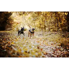 JULIUS-K9 neoprene dog jacket - неопреново яке размер XL - дължина 57 см, гръдна обиколка 70-90 см