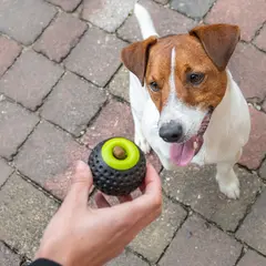Ferplast Cheva Boing Dispenser М– Играчка за лакомства за кучета Ø 6,3 см