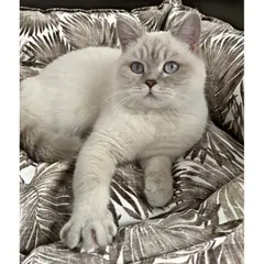 Pet Comfort Alpha водоустойчиво легло за кучета и котки, устойчивo на петна, черно-бяло, М, 65х80 см