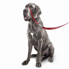 Beaphar  Gentle Leader повод срещу дърпане за куче, червен, едри породи