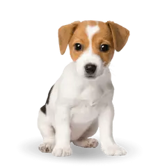Advance Dog Mini Puppy - суха храна за подрастващи кученца от мини породи с пилешко и ориз - 7 кг