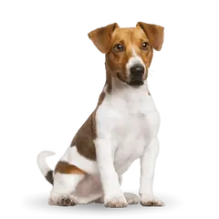 Advance Dog Mini Adult  - суха храна за кучета от мини породи с пилешко и ориз - 3 кг