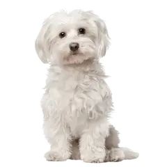 Advance Dog Mini Adult Sensitive - суха храна за кучета от мини и малки породи със сьомга и ориз - 3 кг
