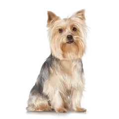 Advance Dog Yorkshire Terrier - суха хрна за йоркширски териер с пилешко и ориз - 1,5 кг