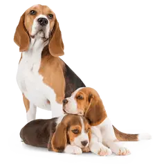 Advance Dog Mother & Baby Dog (Initial) - суха храна за малки кученца , бременни или кърмещи кучета с пилешко и ориз - 3 кг