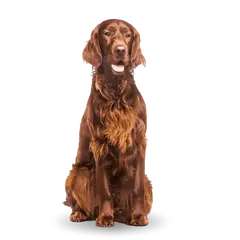 Advance Dog All Breeds Adult Sensitive - Суха храна за кучета с чувствително храносмилане с агнешко и ориз - 12 кг