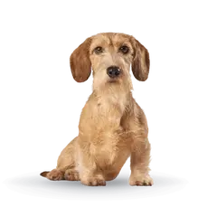 Advance Dog Mini Adult Light - суха храна за кучета от дребни породи, склонни към напълняване, с пилешко и ориз - 3 кг