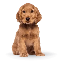 Advance Dog Medium Puppy - суха храна за подрастващи кученца от средни породи с пилешко и ориз - 12 кг