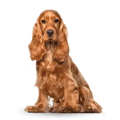 Advance Dog Medium Adult - суха храна за кучета от средни породи с пилешко и ориз - 14 кг