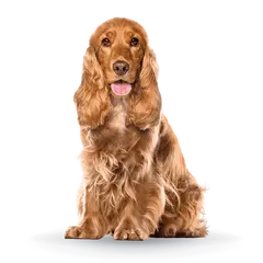 Advance Dog Vitality Senior Medium +7 - суха храна за средни породи кучета на възраст над 7 години с пилешко и ориз - 12 кг