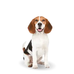 Advance Dog Medium Adult Light - суха храна за кучета от средни породи, склонни към напълняване, с пилешко и ориз - 12 кг