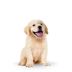 Advance Dog Maxi Puppy - суха храна за подрастващи кученца от едри пилешко и ориз - 3 кг