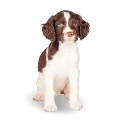 Advance Dog All Breeds Puppy Sensitive  - Суха храна за подрастващи кученца със сьомга и ориз - 3 кг