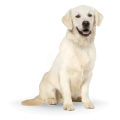 Advance Dog Maxi Adult -  суха храна за кучета от едри породи с пилешко и ориз - 14 кг