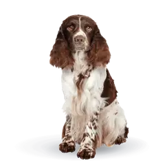 Advance Dog Medium & Maxi Adult Sensitive - Суха храна за кучета от средни и едри породи със сьомга и ориз - 3 кг