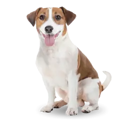 Advance Dog Vitality Senior Mini  +8 - суха храна за мини и малки породи кучета на възраст над 8 години с пилешко и ориз - 3 кг
