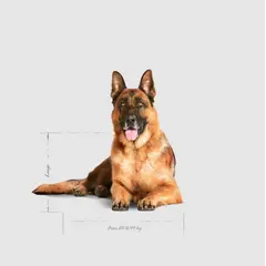 Royal Canin Maxi Ageing 8+ - Пълноценна храна за застаряващи кучета от едри породи над 8 години - 15кг