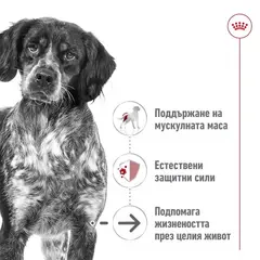 Roayl Canin Medium Ageing 10+ - Пълноценна храна за кучета в напреднала възраст от средни породи над 10 години - 15 кг