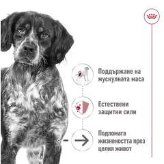 Royal Canin Medium Ageing Pouch - Пълноценна мокра храна за кучета в напреднала възраст от средни породи над 10 години - 10 х 140 гр