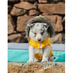 Freedog Pooch Coat YELLOW - Непромокаемо яке с качулка, жълто