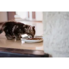 Virbac HPM Kitten Pre Neutered Cat - пълноценна храна за малки котенца до 12 месечна възраст или до до кастрация - 1,5 кг