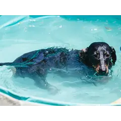 Freedog Non-Slip Pool - Басейн за кучета