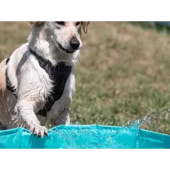 Freedog Non-Slip Pool - Басейн за кучета