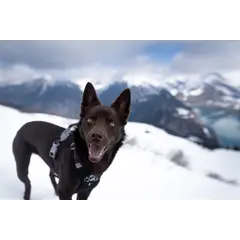 Hurtta Weekend Warrior ECO Harness Raven - Ергономичен нагръдник от еко материали, цвят черен