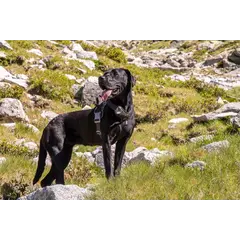 Hurtta Weekend Warrior ECO Harness Raven - Ергономичен нагръдник от еко материали, цвят черен