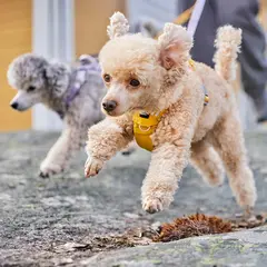 Hurtta Seeker Harness - Нагръдник за кучета, цвят поточе