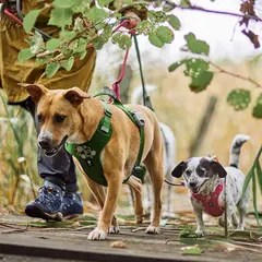 Hurtta Weekend Warrior ECO Harness Eggplant - нагръдник от еко мтериали, цвят патладжан