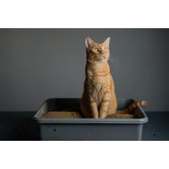 Eco Paws - Котешка тоалетна от рециклирано кафе - 6 л