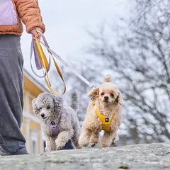 Hurtta Seeker Standard Leash - Повод за кучета , цвят мед, 180 см/15 мм
