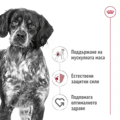 Royal Canin Medium Adult - суха храна за израснали кучета от средните породи, 15 кг + ПОДАРЪК Medium Adult Pouch 10х140 г