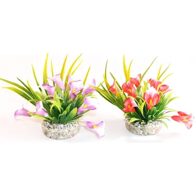 Sydeco Растение Gala Lily 9см