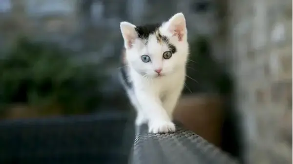 Котешка левкемия