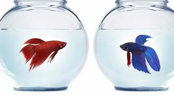 Красивите рибки Бета
