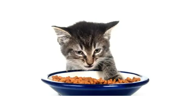 Хранене на малкото котенце