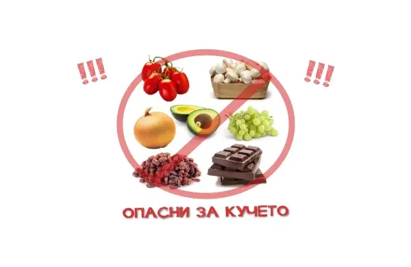 10 опасни продуктa за кучето