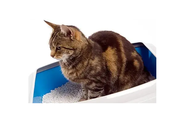Как да научим котката да ползва котешка тоалетна