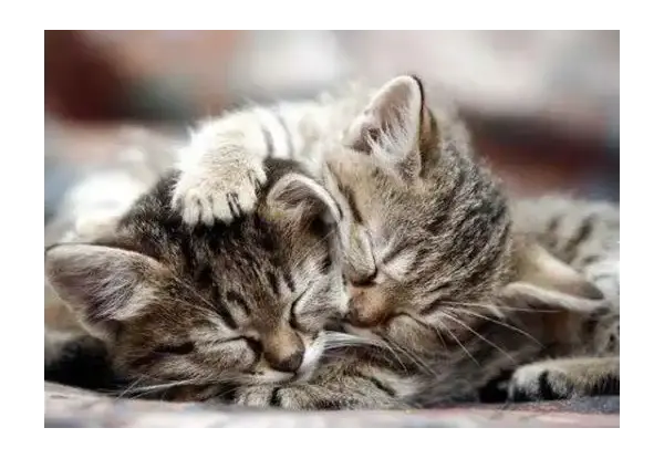 Kaĸ дa нaпpaвитe дoмa cи бeзoпaceн зa cвoятa ĸoтĸa?