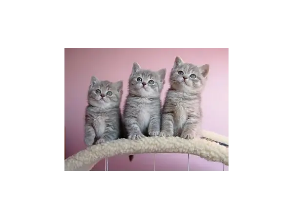 Растежът на малкото котенце