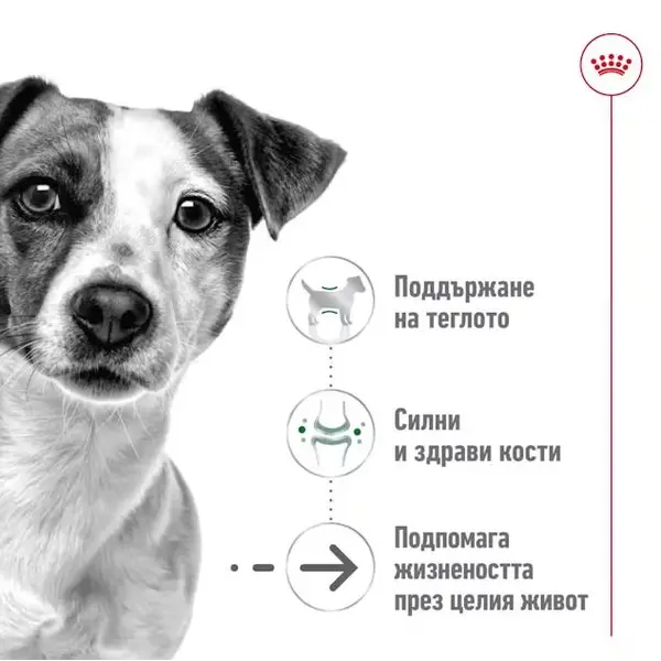 Royal Canin Mini Ageing +12 - суха храна за кучета в напреднала възраст - 1.5 кг